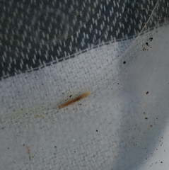 Schendylidae