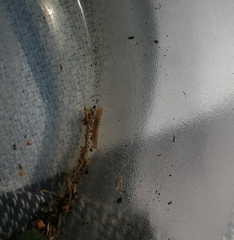 Schendylidae