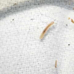 Schendylidae