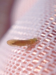 Anoeconeossa