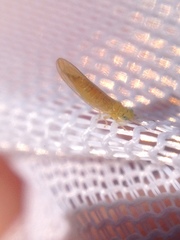 Anoeconeossa