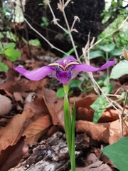 Tigridia mexicana lilacina
