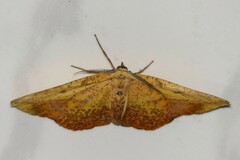 Omiza pachiaria