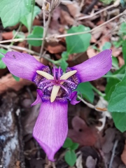Tigridia mexicana lilacina