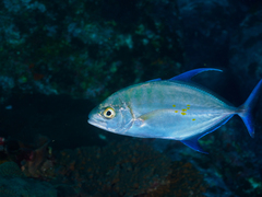 Ferdauia orthogrammus