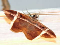 Hemeroblemma mexicana