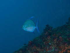 Ferdauia orthogrammus