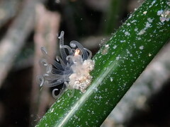 Bunodeopsis strumosa