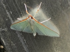 Stemorrhages amphitritalis