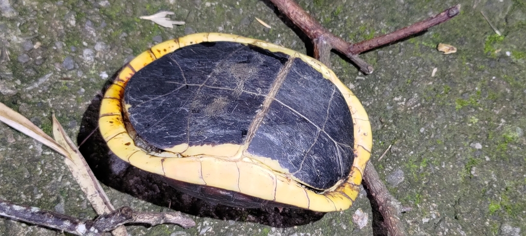Chinese Box Turtle in July 2022 by 歐陽秀華 · iNaturalist