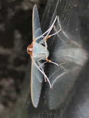 Stemorrhages amphitritalis