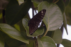 Euploea crameri