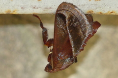 Phocoderma velutina