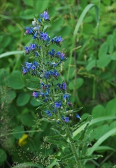 Echium vulgare