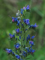 Echium vulgare