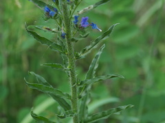 Echium vulgare