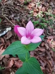 Spigelia scabrella