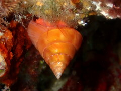 Calliostoma conulus