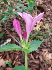 Spigelia scabrella