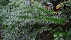 Asplenium prolongatum