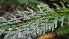 Asplenium prolongatum