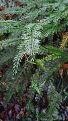 Asplenium prolongatum