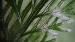 Asplenium prolongatum