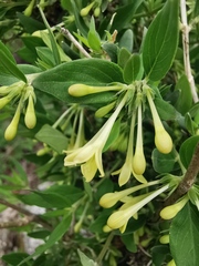 Bouvardia multiflora