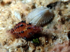 Muricopsinae