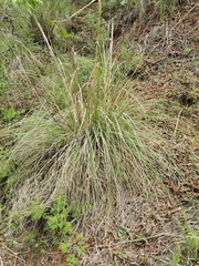 Muhlenbergia robusta