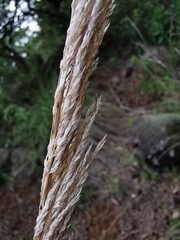 Muhlenbergia robusta