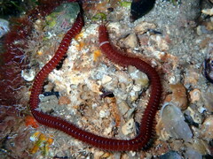 Leodice torquata