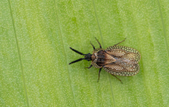 Dictyonota strichnocera