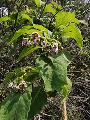 Solanum edmundoi