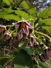 Solanum edmundoi