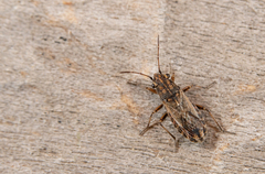 Ortholomus punctipennis