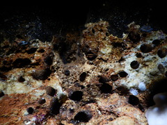 Lithophaga lithophaga