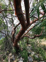 Bursera multijuga