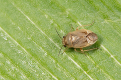 Strongylocoris luridus