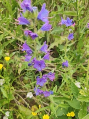 Echium vulgare
