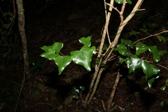 Barklya syringifolia