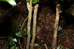 Barklya syringifolia