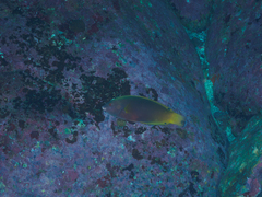 Anampses geographicus