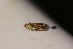 Olethreutes nigranum