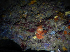 Spirastrella cunctatrix