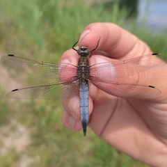 Orthetrum cancellatum