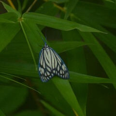 Cyclosia papilionaris