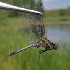 Orthetrum cancellatum