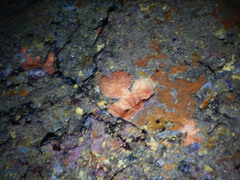 Spirastrella cunctatrix