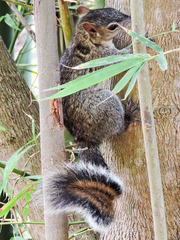Sciurus colliaei